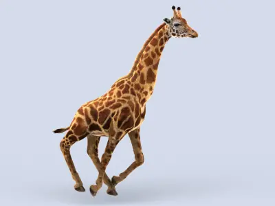 Giraffe (2) (ANIMATED) (FUR) 3D model