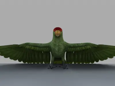 Parrot Rigged and Animated 3D model