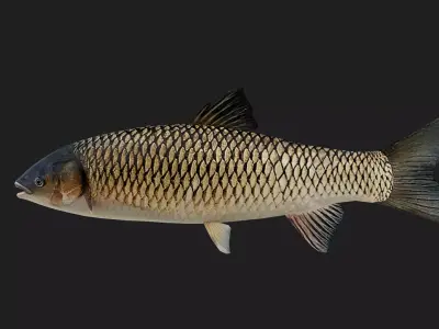 GrassCarp Low-poly 3D model