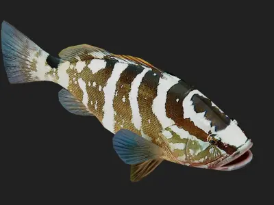Grouper Low-poly 3D model buy