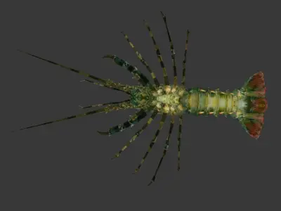 lobster    Australian lobster Low-poly 3D model