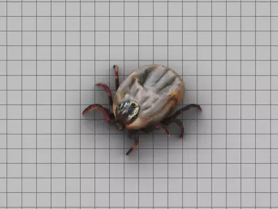 Big Tick Low-poly 3D model