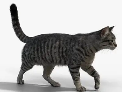 Grey Cat Animated