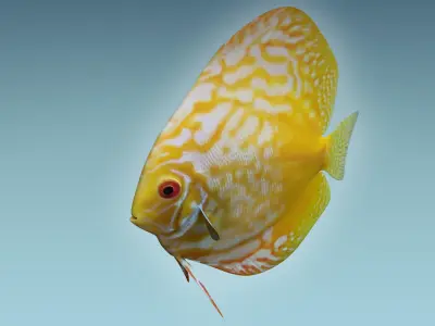 Discus Fish 8 3D model