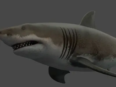 Great White Shark Low-poly 3D model