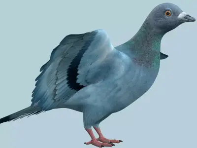 Pigeon Low-poly 3D model shop