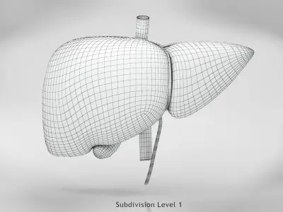 Liver Anatomy 3D model