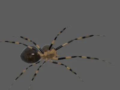 House Spider 3D model