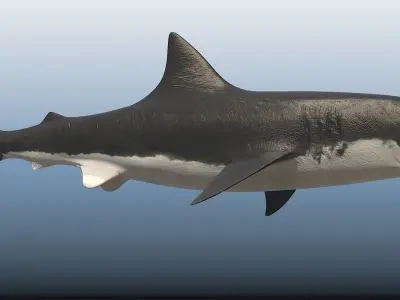 SHARK great Low-poly 3D model order