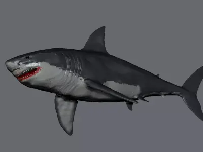 Realistic Great White Shark 3D Model in OBJ and STL 3D print model