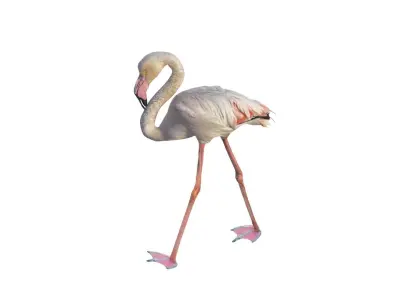 Flamingo 3D model get