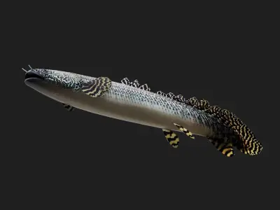 Bichir Low-poly 3D model 2