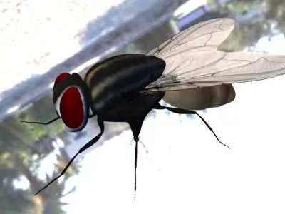 Housefly lowpoly 3d model and  3d print model Low-poly 3D model