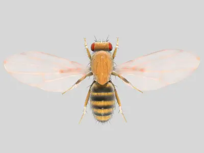  Drosophila Melanogaster 'Fruit Fly' 