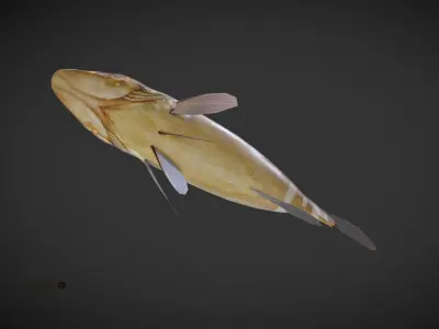 Grouper01 fish Low-poly 3D model