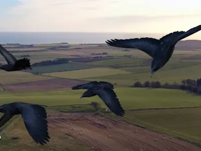 Low poly animated crow Low-poly 3D model