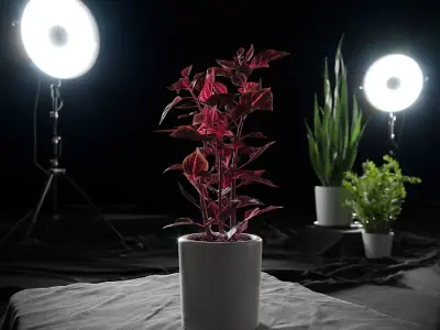  Bloodleaf Plant Model 