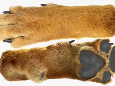 Dog Paw Fur For Maya 3D model