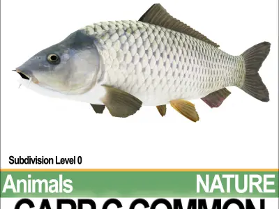 Carp C Common 3D model