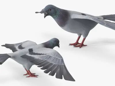  Low Poly Rock Dove Rigged for Cinema 4D 