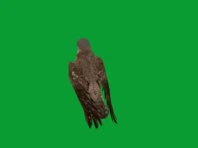 Peregrine Falcon Low-poly 3D model