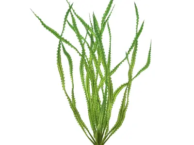 Crinum calamistratum 3D model