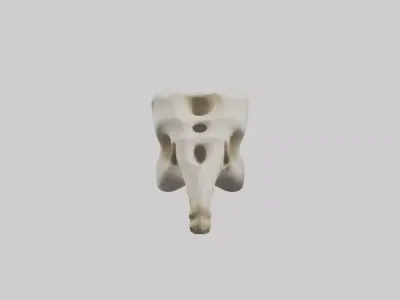 Giraffe Vertebrae Low-poly 3D model
