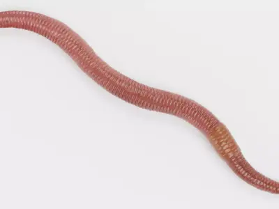 Earthworm 3D model 5