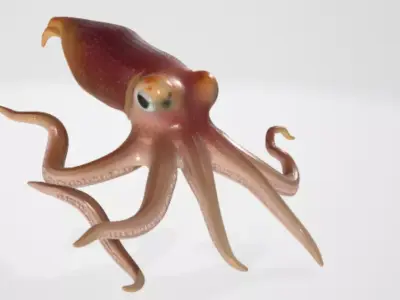 Realistic Squid 3D model