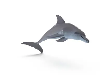 Dolphin jump animation 3D model