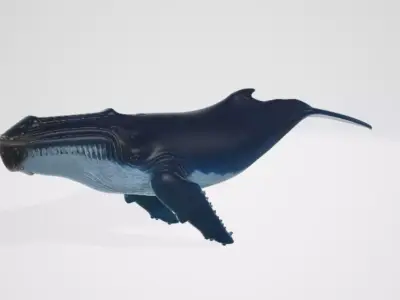 Whale 1 3D model