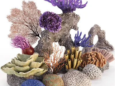 Coral Reef Collection 3D model
