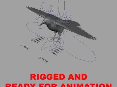  Corvus Corax 'Common Raven' 