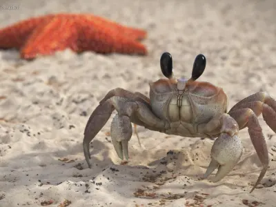  Atlantic Beach Crab Looking Pose Pink Beige 