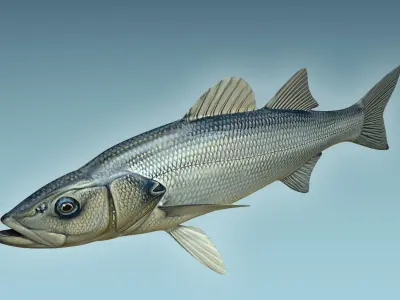 Seabass Fish 3D model order