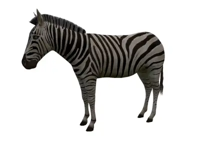 Zebra Low Poly For Games and VR Low-poly 3D model
