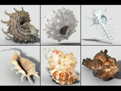 6 Sea Shell Collection Photorealistic Low-poly 3D model