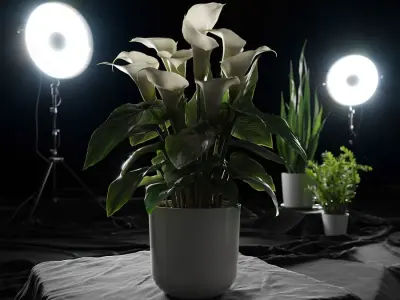  Calla Lily Plant Model 