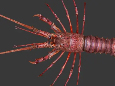 Australian lobster Low-poly 3D model