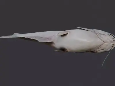 Basa Fish Set with Natural Texture Low-poly 3D model