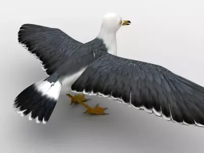 Black-tailed Gull Low-poly 3D model