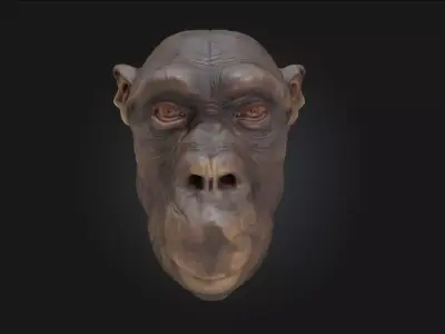 Contemplative Chimpanzee Realistic Primate Model 3D model