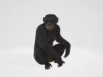 Monkey chimpanzee 3D model