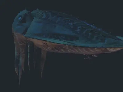 Cuttlefish jellyfish Low-poly 3D model