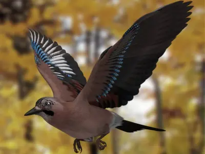 Garrulus Glandarius 'Eurasian Jay' 3D model