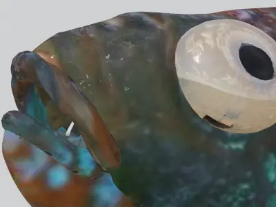 Betta Fish 3D model purchase