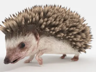 Rigged Hedgehog Low-poly 3D model