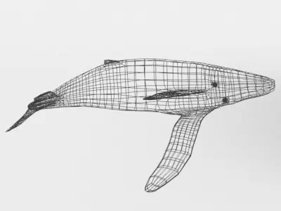 Whale Low-poly 3D model purchase