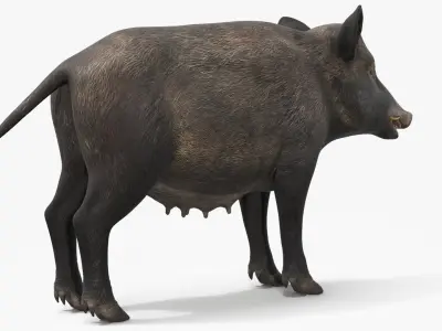  Wild Boar Female 