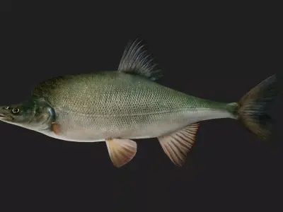 Carp fish Low-poly 3D model